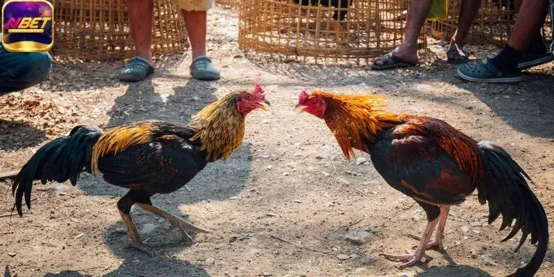 Khái quát về sảnh đá gà NBET